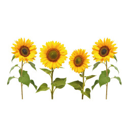 sticker tournesols