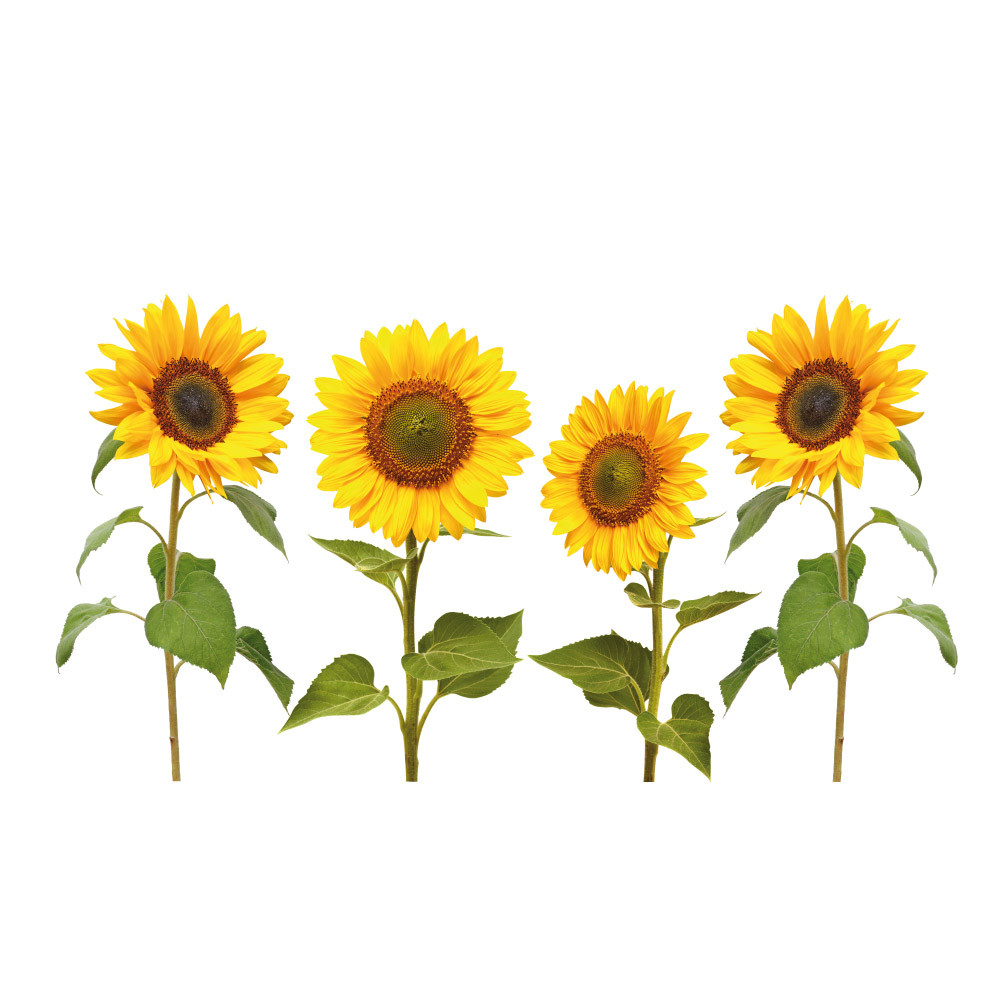 sticker tournesols