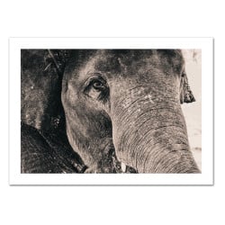 POSTER ELEPHANT SEPIA (POST0031)