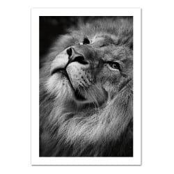 POSTER LION CRINIERE (POST0035)