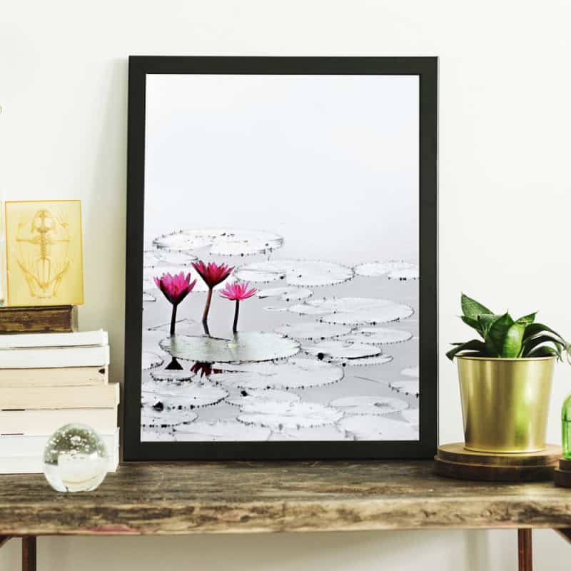 POSTER LOTUS ROSE (POST0036) POSTER LOTUS ROSE (POST0036)