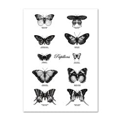 POSTER PAPILLONS (POST0041)