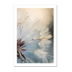 POSTER DANDELION (POST0043)