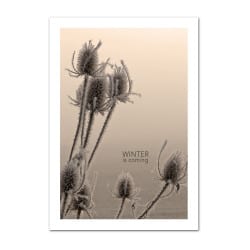 POSTER WINTER SEPIA (POST0049)