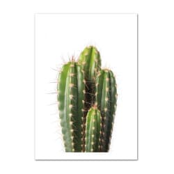 POSTER CACTUS GREEN CACTUS (POST0070)