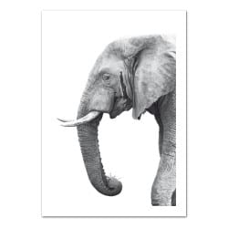 POSTER ELEPHANT NOIR ET BLANC (POST0076)