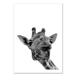 POSTER GIRAFE PHOTO NOIR ET BLANC (POST0092)