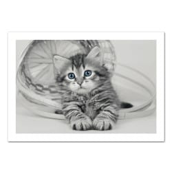 POSTER CHATON (POST0125)