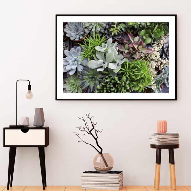 POSTER PLANTES GRASSES (POST0138)