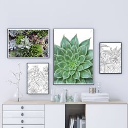 POSTER PLANTES GRASSES (POST0138)