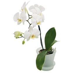 STICKERS ORCHIDEE 2 (B0148)