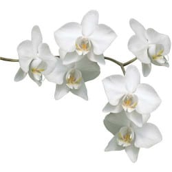 STICKER ORCHIDEE 3 (B0158)