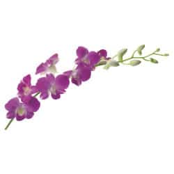 STICKER ORCHIDEE (B0218)