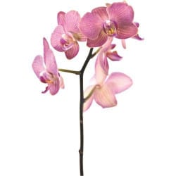 STICKER ORCHIDEE (B0220)