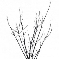 STICKER BRANCHES QUI PIQUENT (B0233)