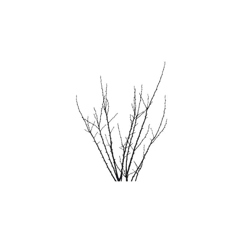 STICKER BRANCHES QUI PIQUENT (B0233)