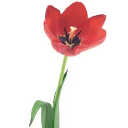 STICKERS FLEURS D'UNE "TULIPE" (B0252)