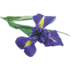 STICKERS FLEURS "IRIS" (B0312)