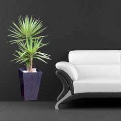 STICKERS PLANTE YUCCA (B0346)