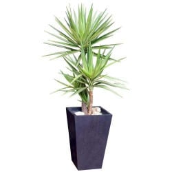 STICKERS PLANTE YUCCA (B0346)