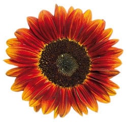 STICKERS SUNFLOWER (B0373)