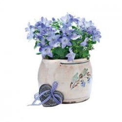 STICKER PLANTE FLEURIE (B0387)