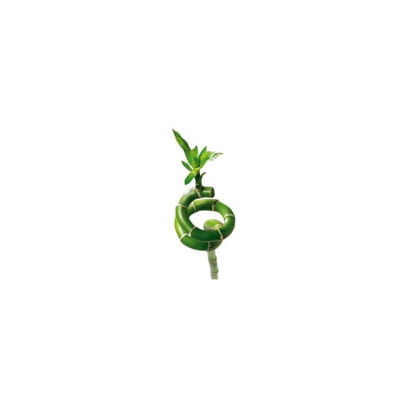 STICKERS D'UN BAMBOU (A0071) STICKERS D'UN BAMBOU (A0071)