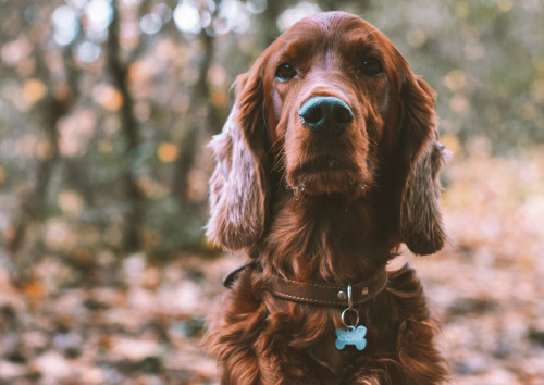 Médailles personnalisées pour animaux de compagnie